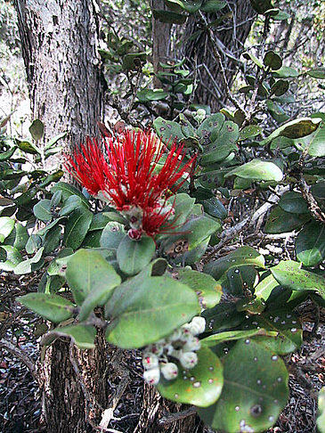 Fotos In Hawaiis Wäldern | 