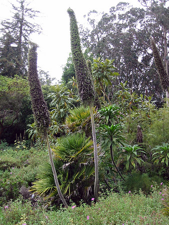 Golden Gate Park mit Botanischen Garten Fotos