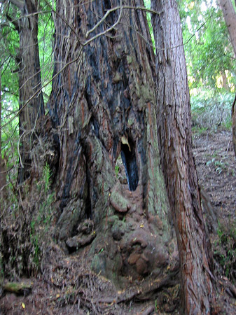 Muir Wald Fotos