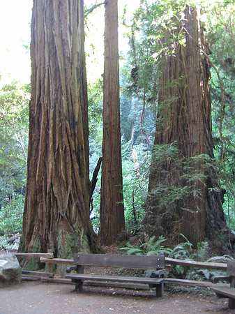 Foto Muir Wald - San Francisco
