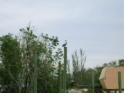 Steg Foto 
