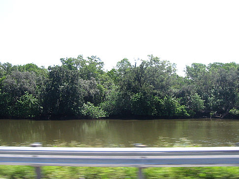 Foto Straßenrand auf Marco Island - Marco Island