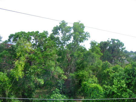 Foto Baum