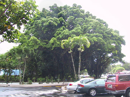 Fotos Hawaiis Straßenränder