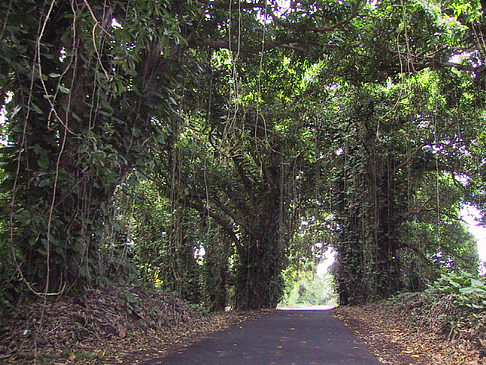 Straßen auf Hawaii