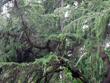 Golden Gate Park mit Botanischen Garten
