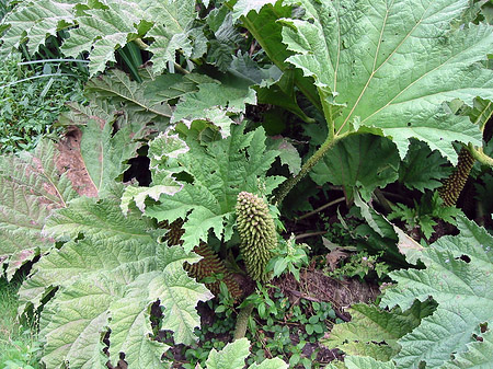 Foto Golden Gate Park mit Botanischen Garten
